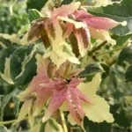 liquidambar variegatus pink2