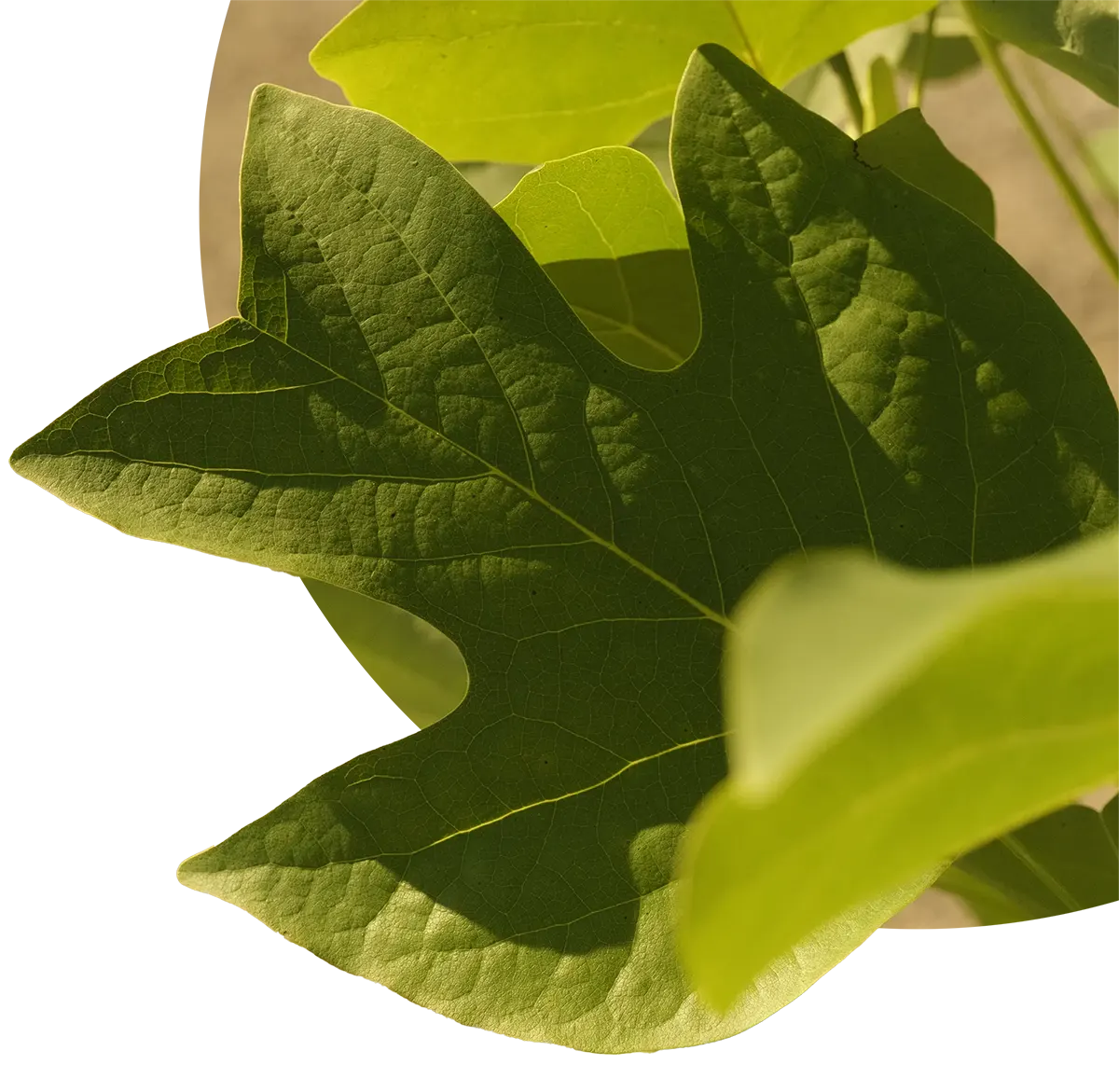 torselli vivai milre linda