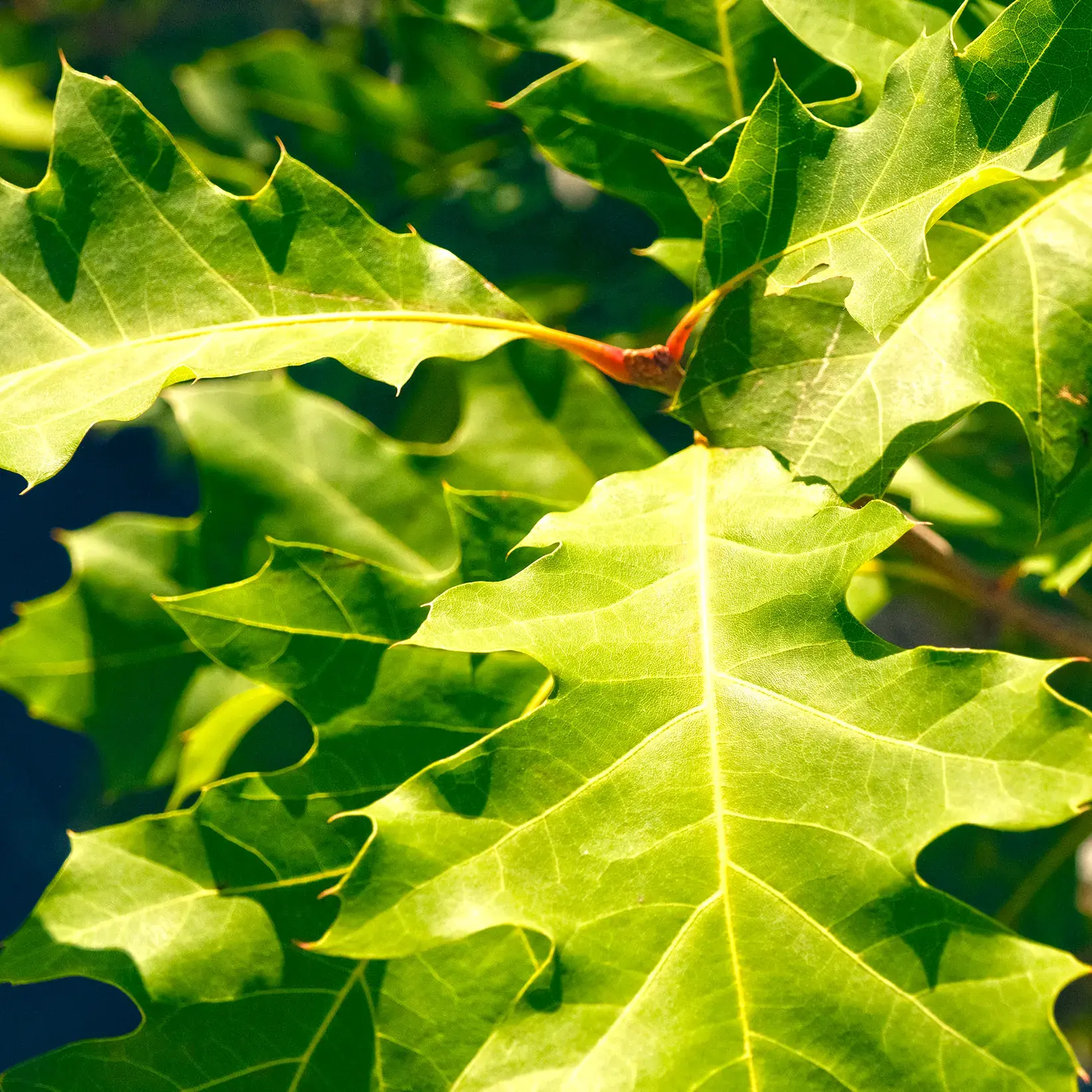 torselli vivaio quercus rubra