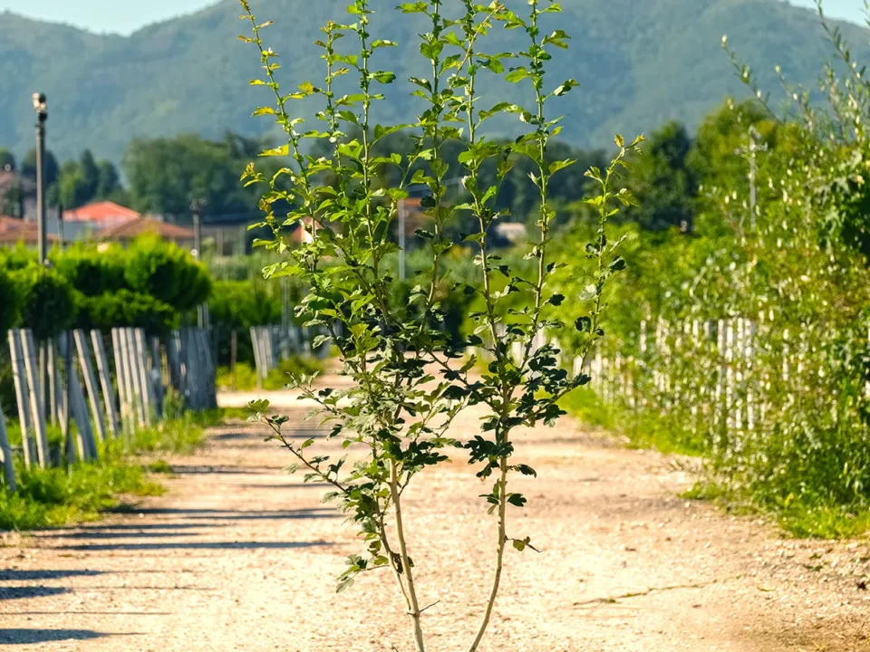 crataegus laevigata paul s scarlet