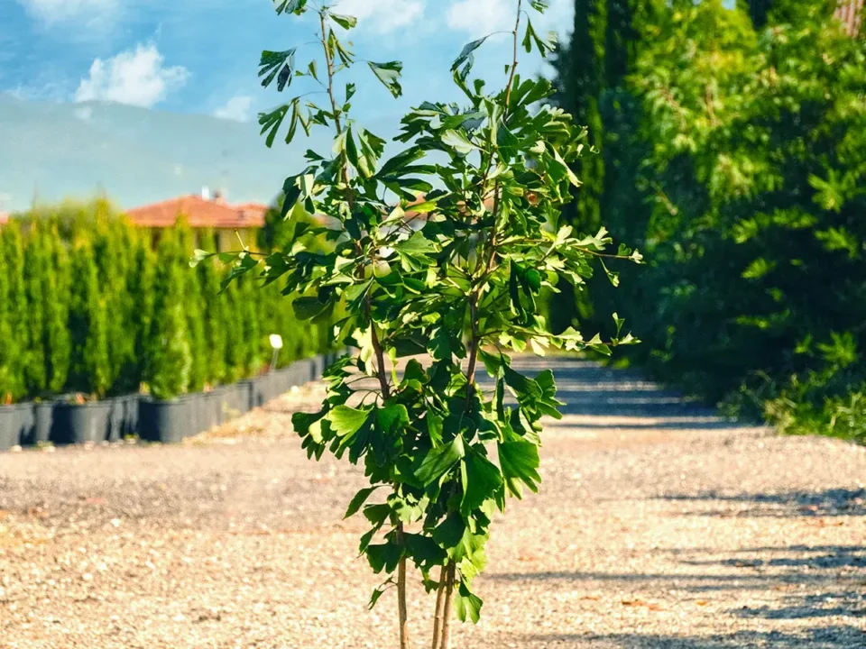 ginkgo biloba