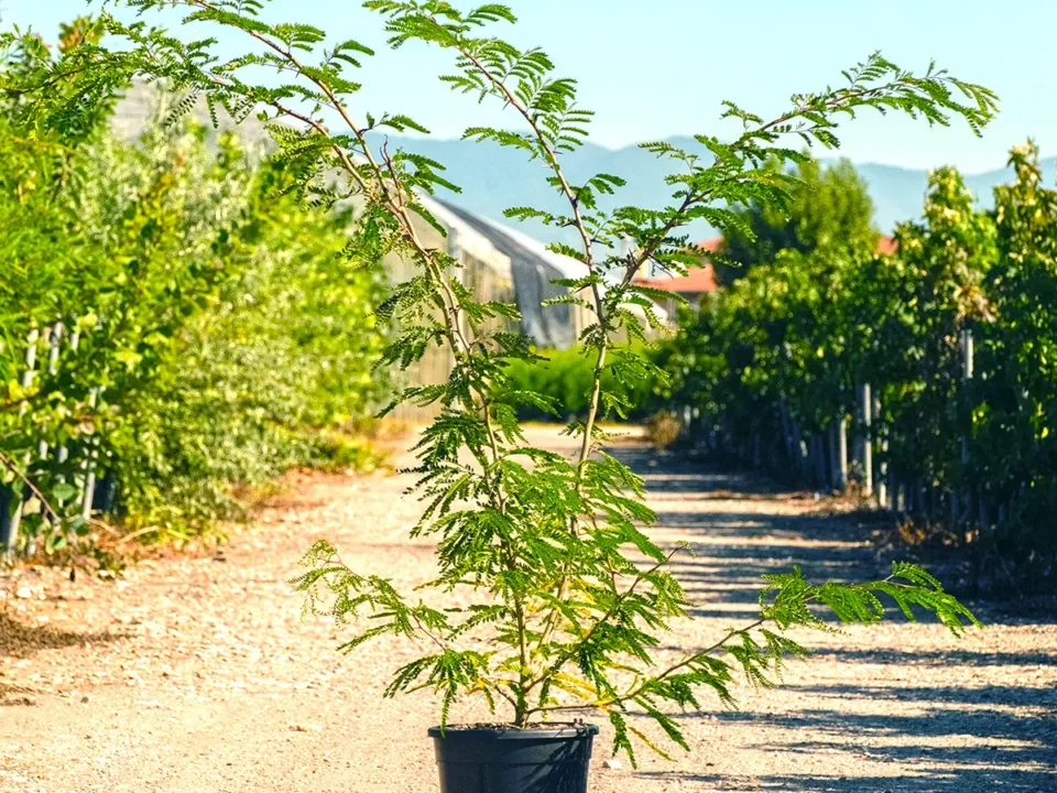 gleditsia triacanthos inermis