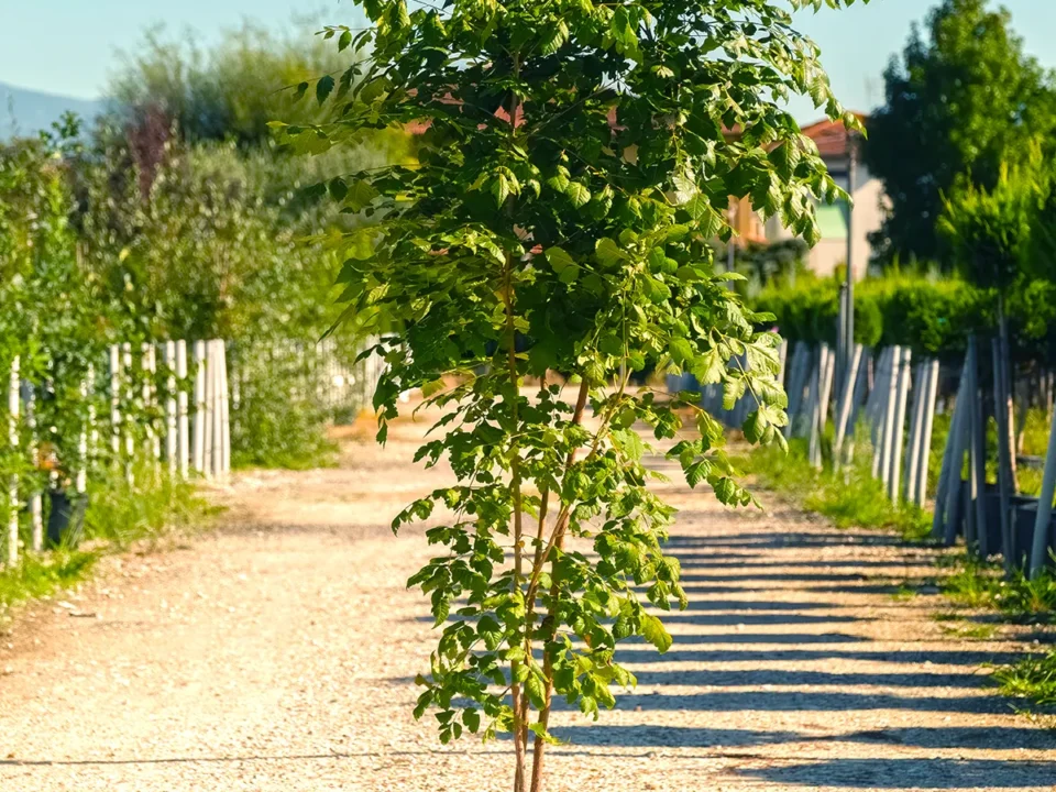 koelreuteria paniculata